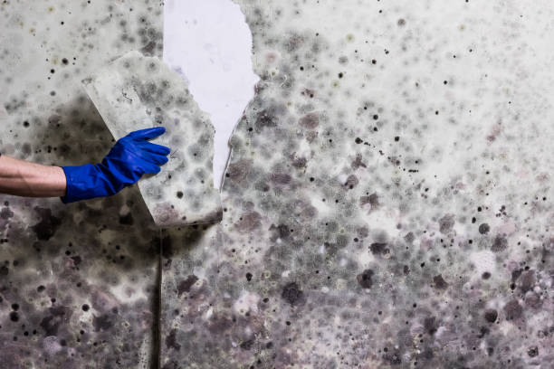 Best Industrial Mold Remediation in Hubbard, OH