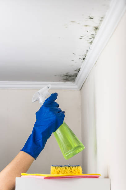 Best Mold Remediation for Specific Building Types in Hubbard, OH